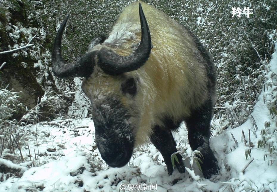 Animal selfies in Baishuijiang Nature Reserve