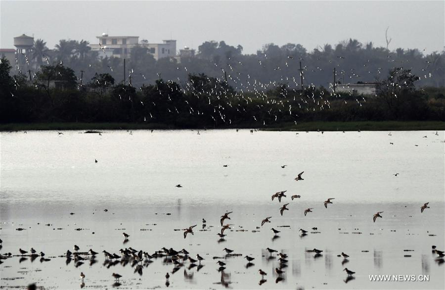 CHINA-HAINAN-DONGZHAIGANG-MIGRANT BIRDS(CN)