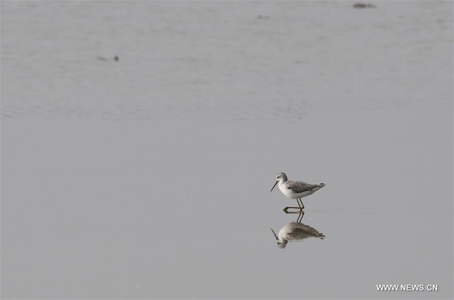 CHINA-HAINAN-DONGZHAIGANG-MIGRANT BIRDS(CN)