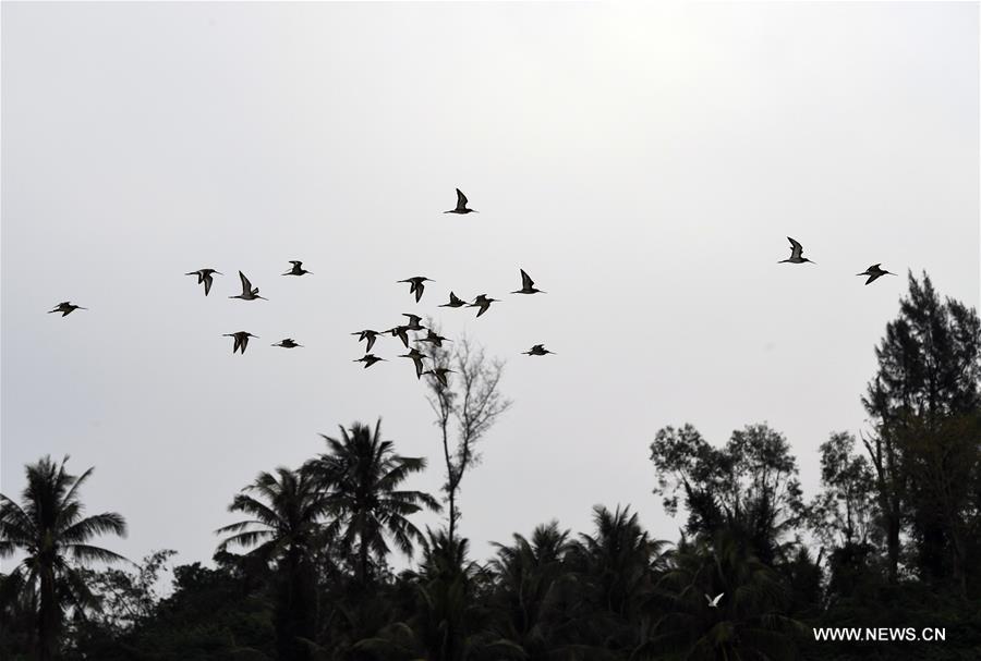 CHINA-HAINAN-DONGZHAIGANG-MIGRANT BIRDS(CN)