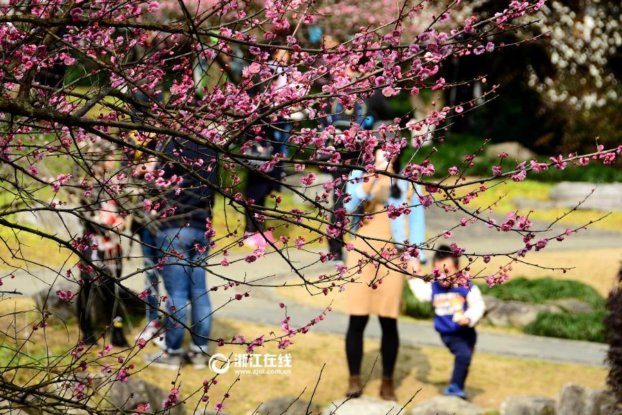 Plum blossoms bloom in Hangzhou