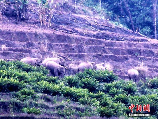 Wild elephants scavenge for food in Yunnan village