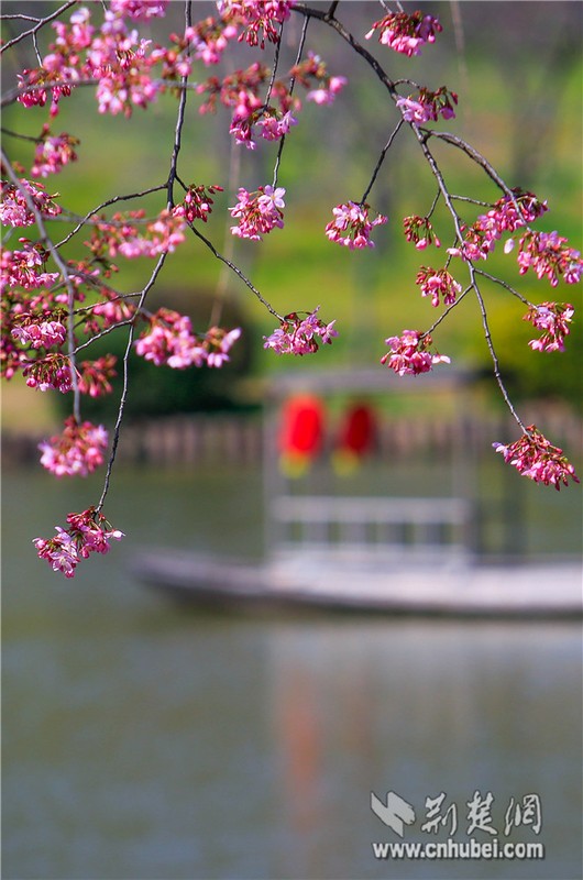 Cherry blossoms bloom in Wuhan