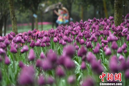 Millions of tulips bloom in Chongqing