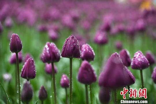Millions of tulips bloom in Chongqing