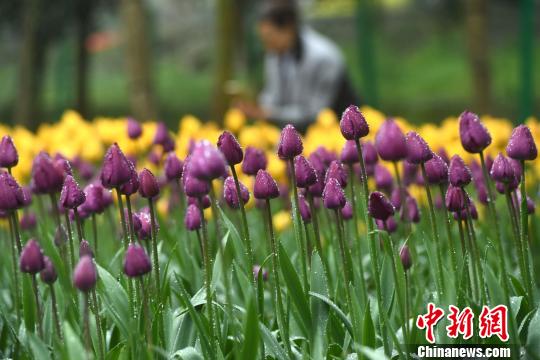 Millions of tulips bloom in Chongqing