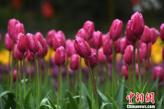 Millions of tulips bloom in Chongqing