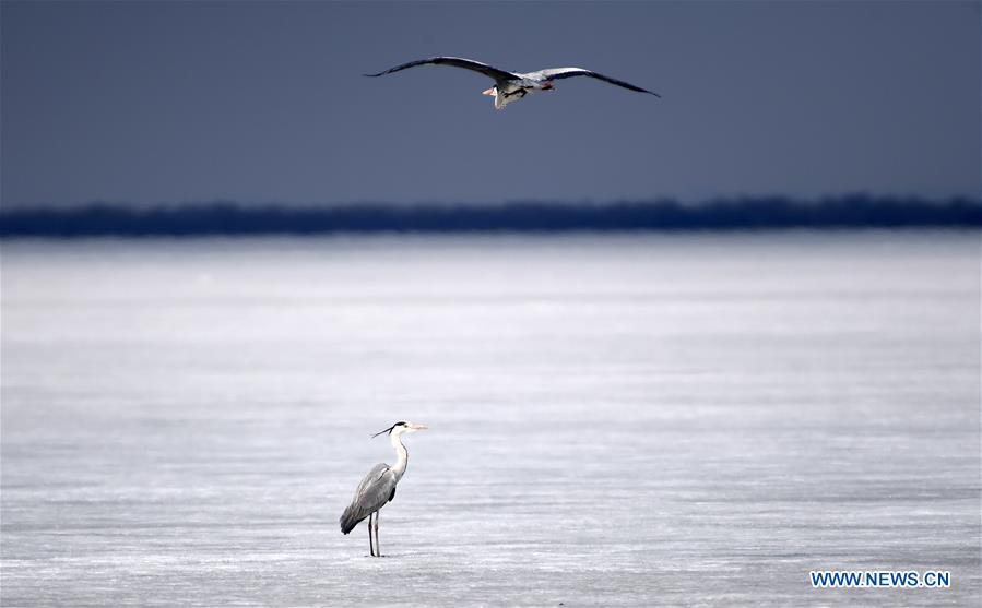 Migratory birds rest on Xingkai Lake on way back to north