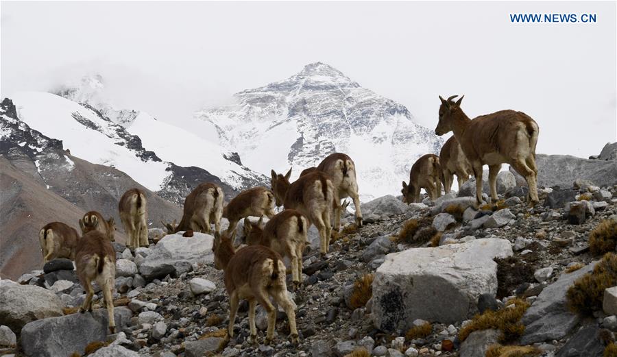 Scenery of Mt. Qomolangma on border of China, Nepal