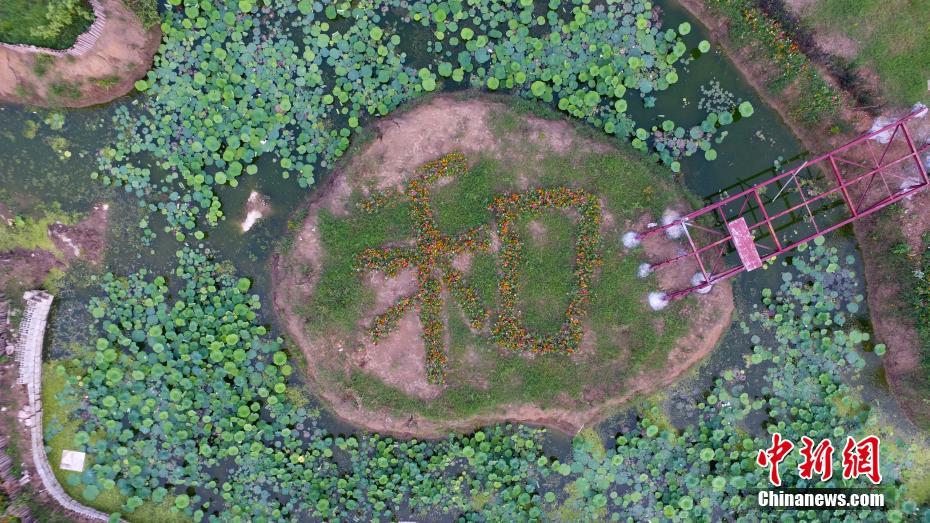 5,000-acre lotus pond stretches to edge of sky in Guangxi