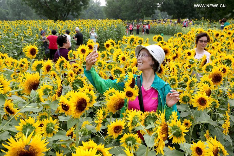 Sunflowers enter blooming season at Olympic Forest Park in Beijing