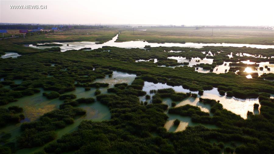 Scenery of Longfeng wetland nature reserve in NE China's Daqing City