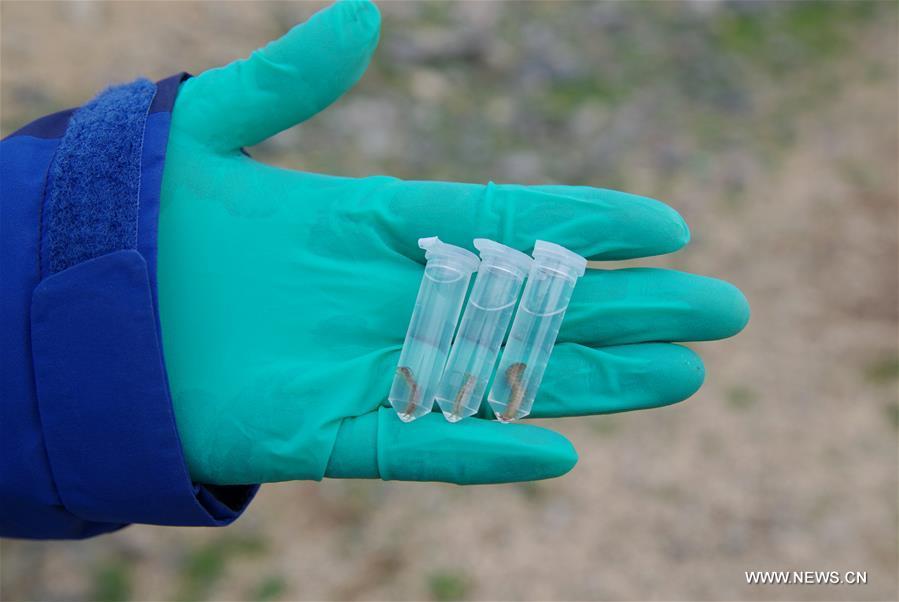 Scientists conduct scientific expedition to Qinghai-Tibet Plateau