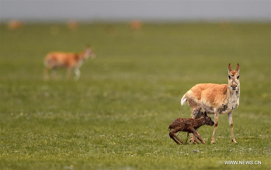 Number of Tibetan antelopes rises to over 200,000 at Changtang in Tibet