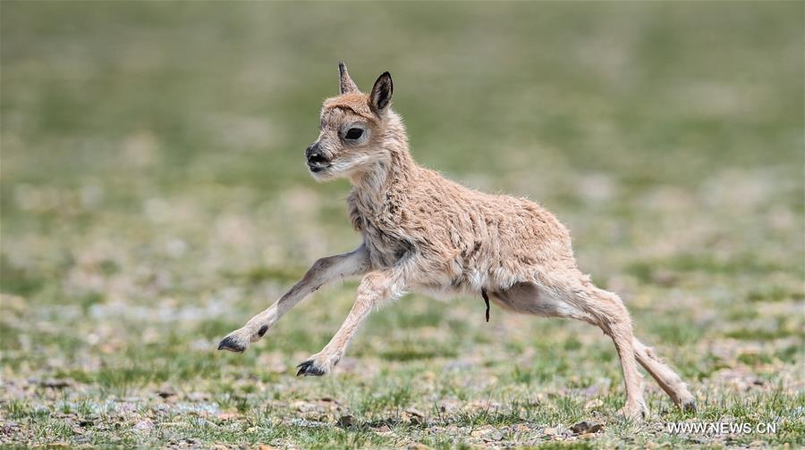 Number of Tibetan antelopes rises to over 200,000 at Changtang in Tibet