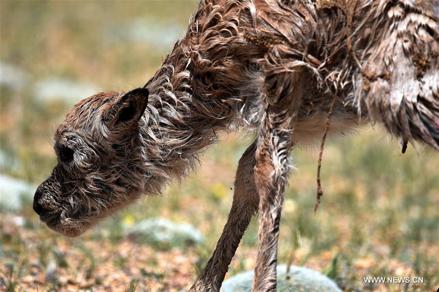 Number of Tibetan antelopes rises to over 200,000 at Changtang in Tibet