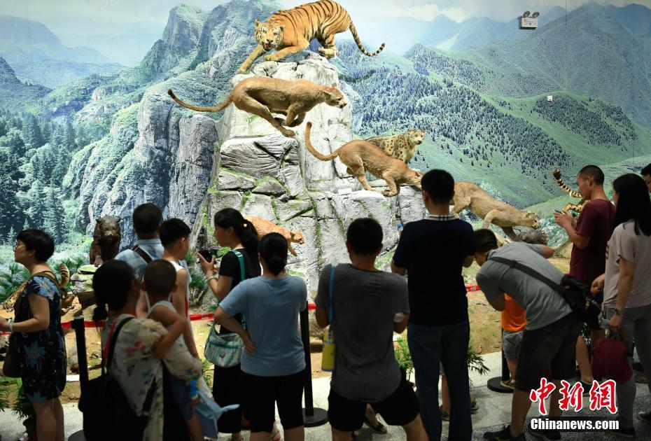 Museum’s display of 324 rare animals catches eyes