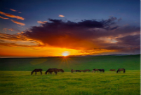 Picturesque summer scenery of Tuohulasu Prairie in Xinjiang