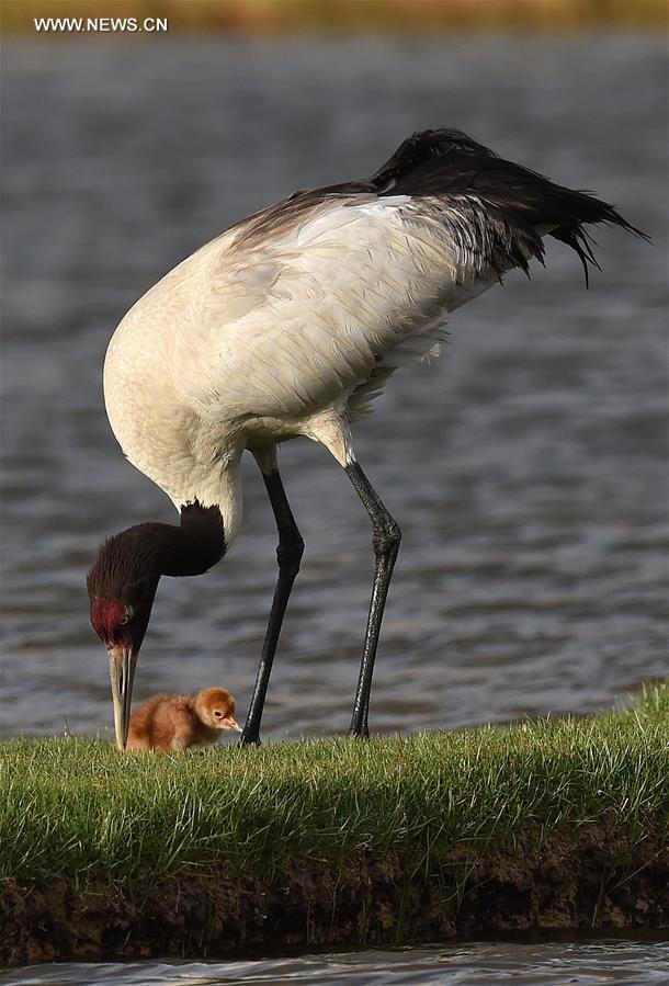 Environment of reserve improved for black-necked cranes in China's Tibet