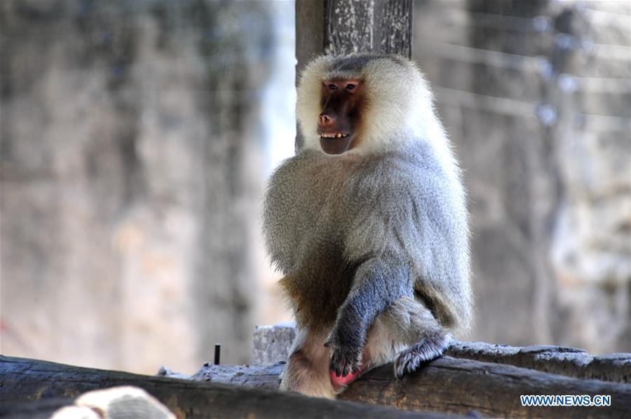 Shanghai Zoo takes varied measures to keep animals cool
