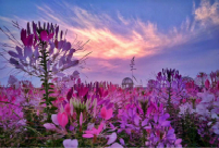 Misty delights after the drizzle in Gansu