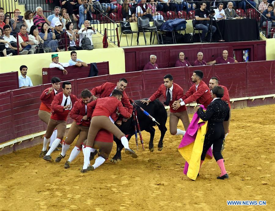Highlights of bullfighting in Lisbon, Portugal