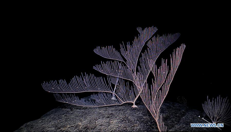 Corals seen in west Pacific on Chinese research vessel Kexue