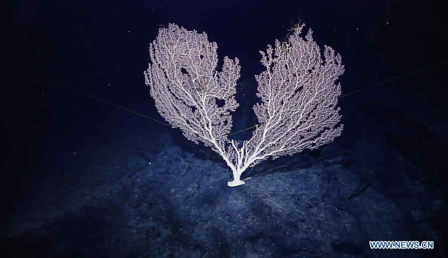 Corals seen in west Pacific on Chinese research vessel Kexue