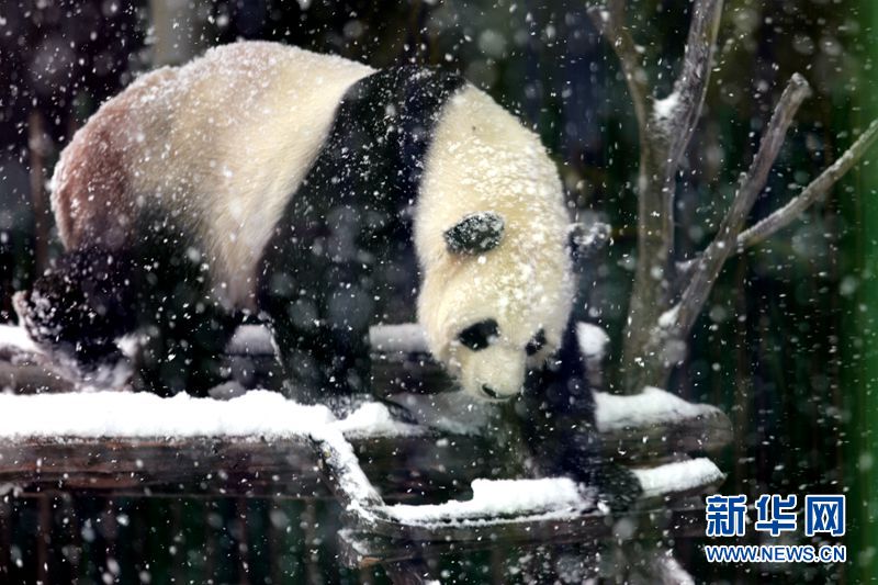Giant pandas enjoy the snow in China’s northernmost enclosure
