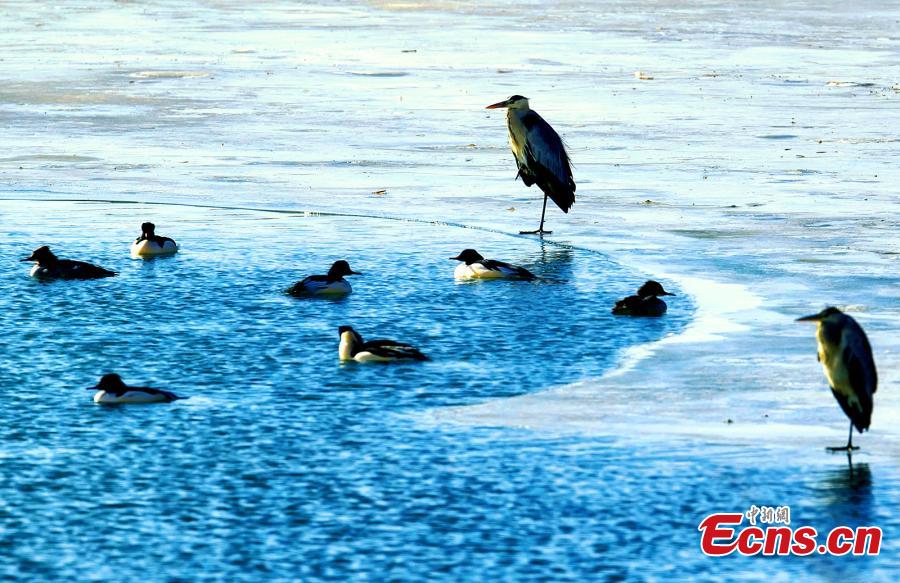 Northwestern wetland home to wild birds