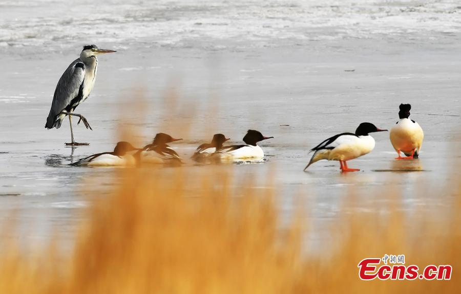 Northwestern wetland home to wild birds
