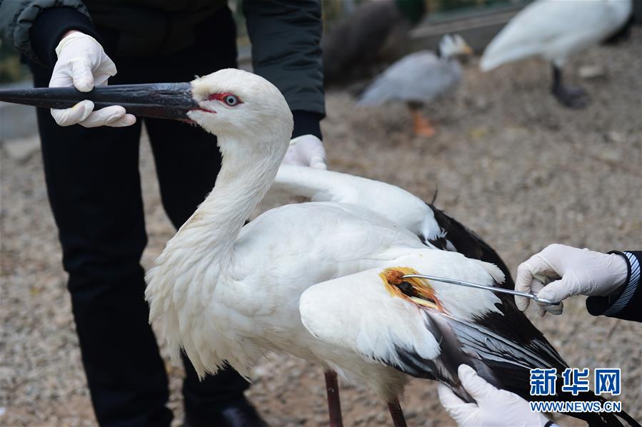 Rare migratory birds cared for in Hebei