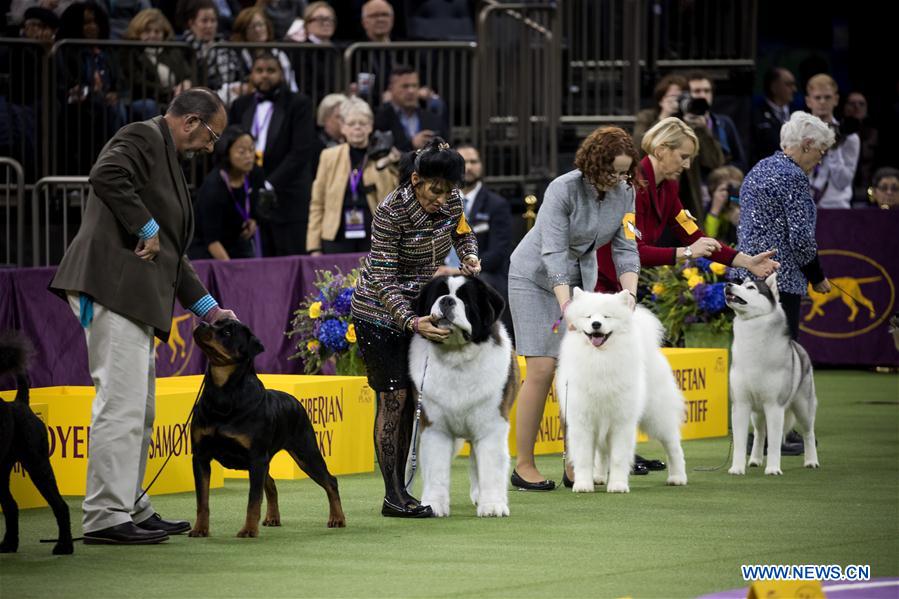 143rd Annual Westminster Kennel Club Dog Show concludes in New York