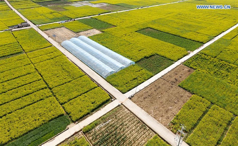 Cole flower fields seen in southwest China's Sichuan