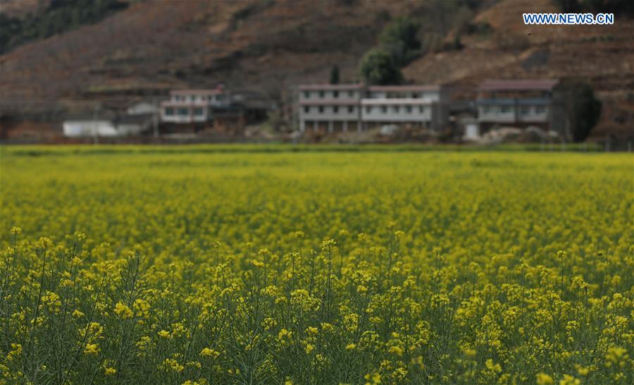 Cole flower fields seen in southwest China's Sichuan