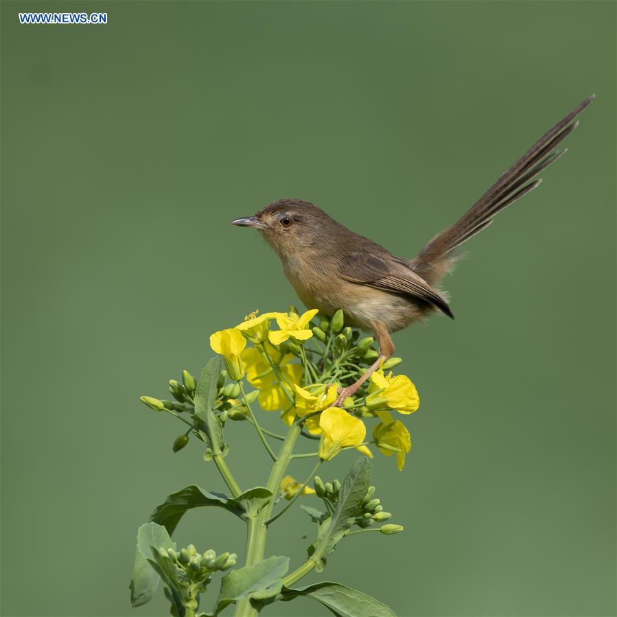 Birds seen in Fuzhou, southeast China's Fujian
