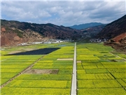 Cole flower fields seen in southwest China's Sichuan