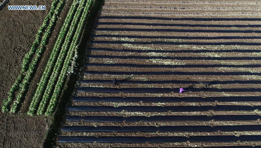 Farmers busy with farm work in early spring across China