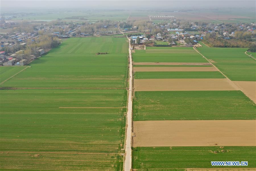 Scenery of winter wheat fields in China's Henan