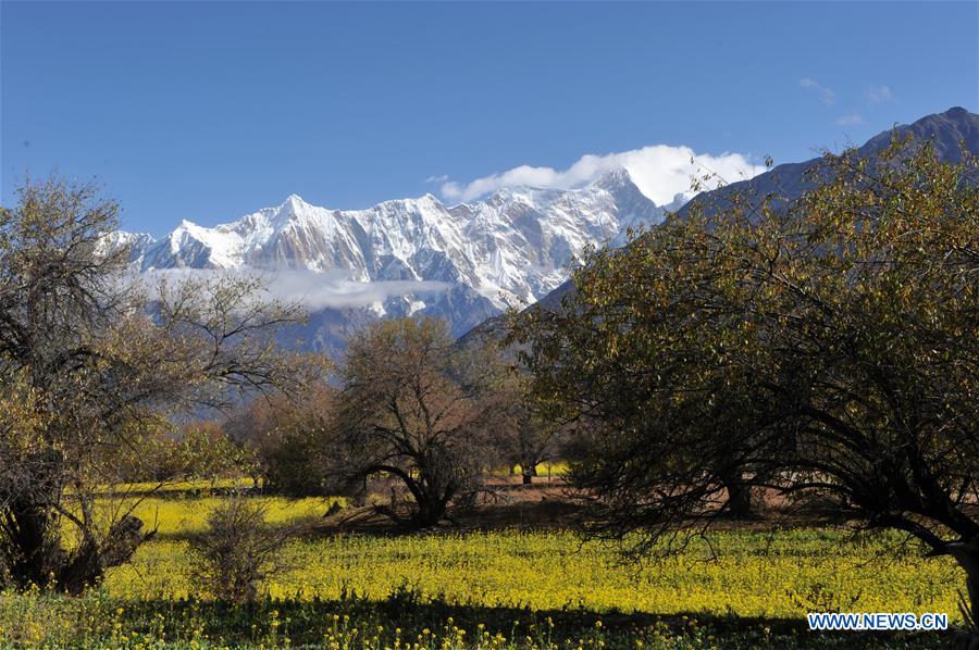 Scenery of cole flower field in China's Tibet