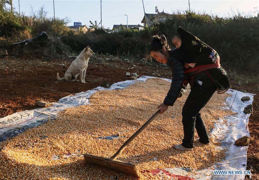 Villagers busy with farm work in SW China's Yunnan