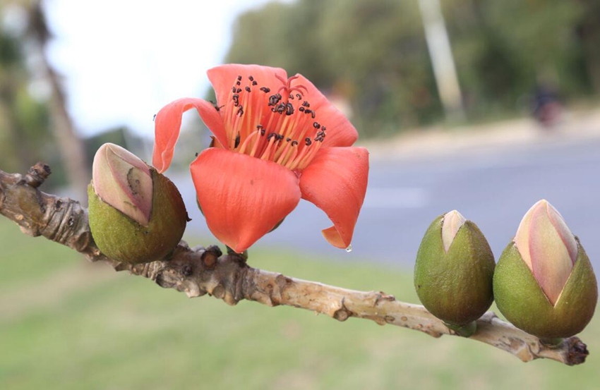 Flowers begin to bloom in south China’s Haikou