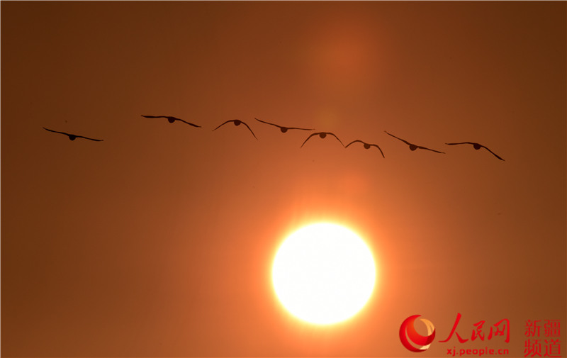Migratory birds return to Swan Lake in Bayinbuluk