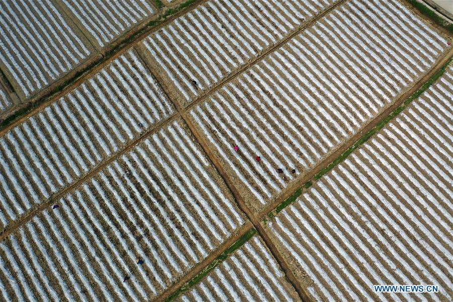 Agricultural production resumed in Guizhou