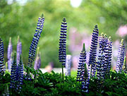 Shanghai Int'l Flower Show kicks off