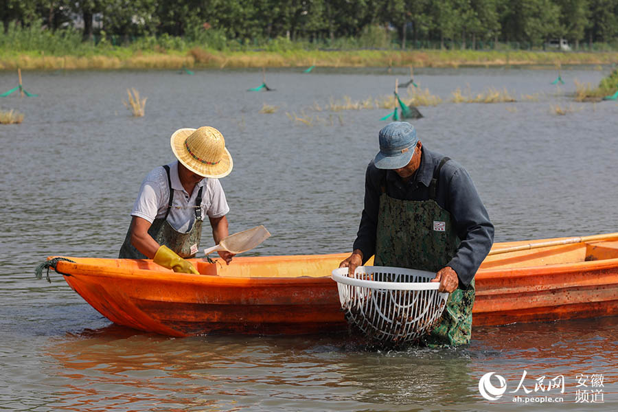 Bengbu city achieves significant results in poverty alleviation with industry development
