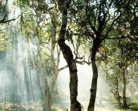 Traceability Platform Assures the Quality of Pu’er Tea