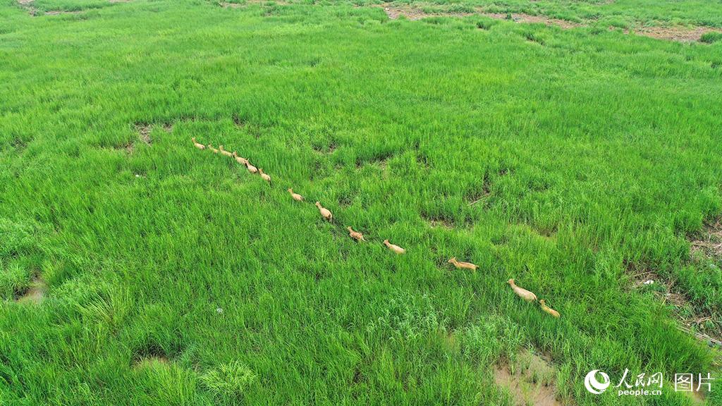 Around 50 milu deer spotted in wetland of E China’s Jiangsu