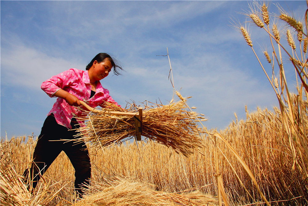 In pics: China embraces bumper harvest of multiple crops