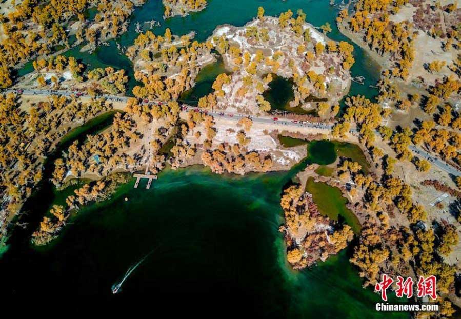 Autumn scenery of desert poplar forest along Tarim River in Xinjiang